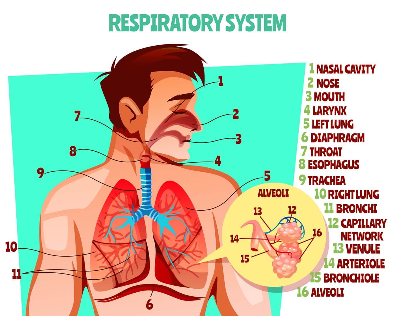 Respiratory Organs Of Human Body