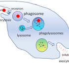 phagocytosis