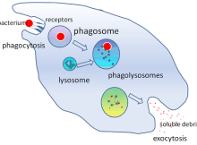 phagocytosis