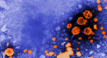 HEPATITIS