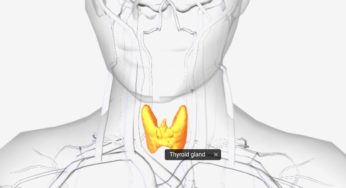 Thyroid Gland