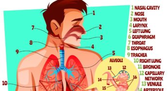 Introduction to Respiratory system