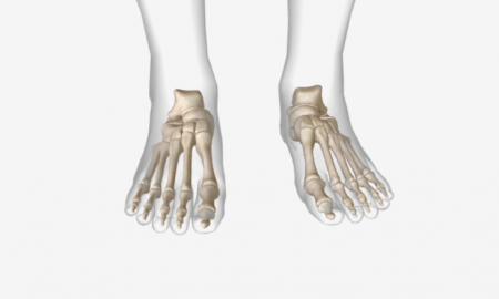 Bones of foot