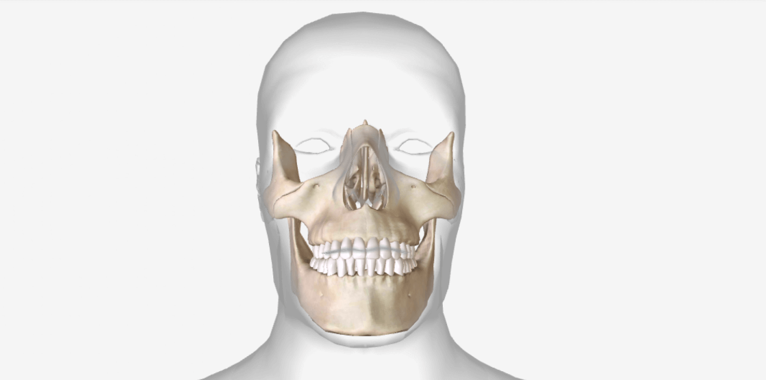 Facial bones