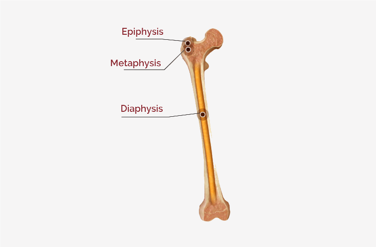 epiphyseal bone