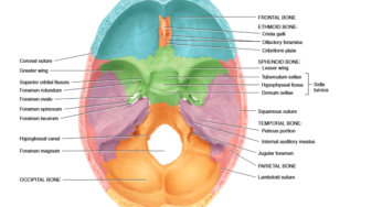 Cranial bones
