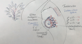Chorionic Villi Formation – Placenta Development